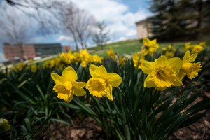 Yellow daffodils bloom near University Hall at the Fairfax Campus. Photo by Alexis Glenn/Creative Services/George Mason University
