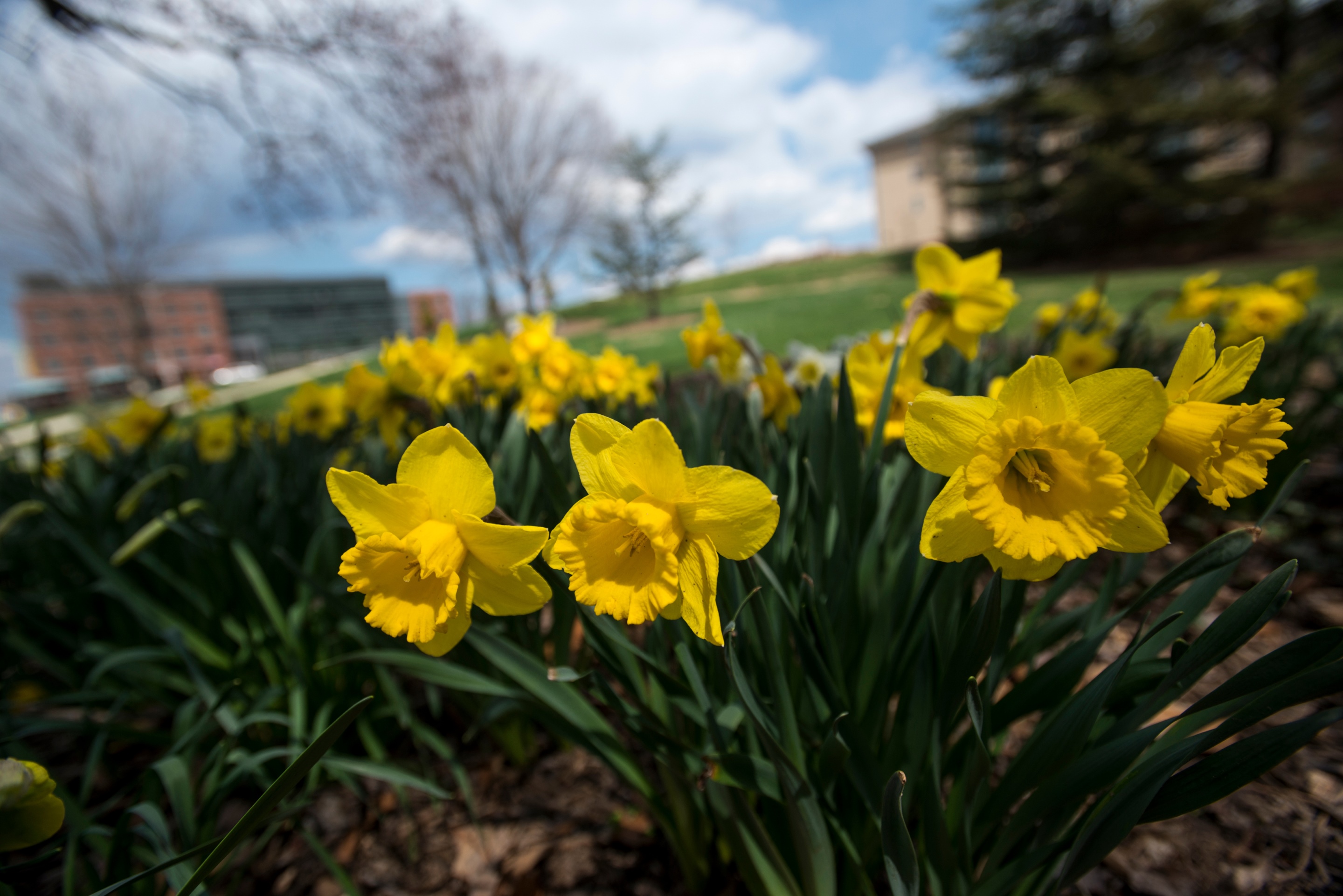Yellow daffodils bloom near University Hall at the Fairfax Campus. Photo by Alexis Glenn/Creative Services/George Mason University