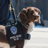 Mason’s first K-9 officer Lucy