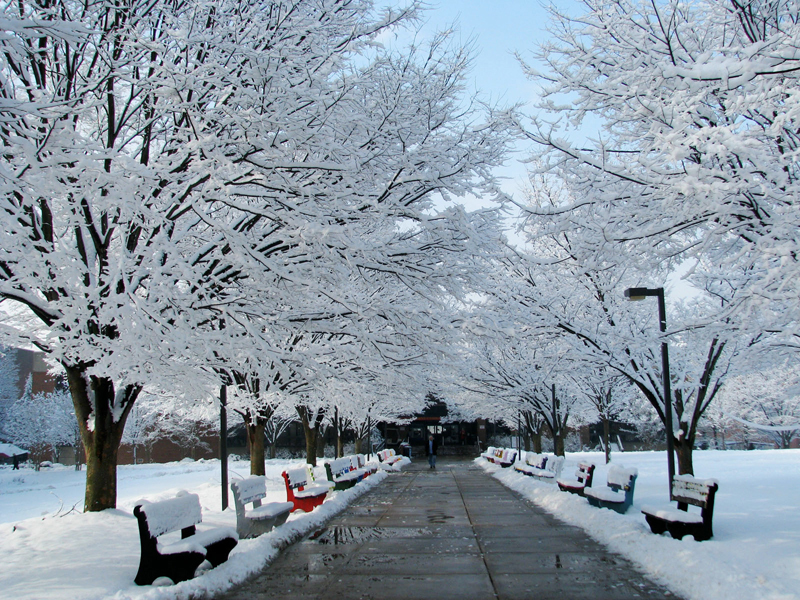 After the storm, snow-covered boughs make a fairy-tale pathway on the Fairfax Campus Quad. Photo by Kelly Large