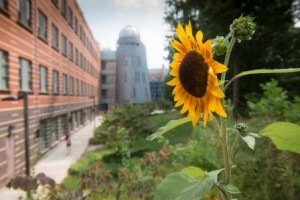 Sunflower with Research Hall in the background.  Photo by Evan Cantwell/Creative Services/George Mason University
